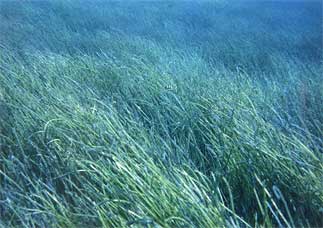 写真ボウバアマモ群落