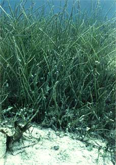 写真ボウバアマモ群落